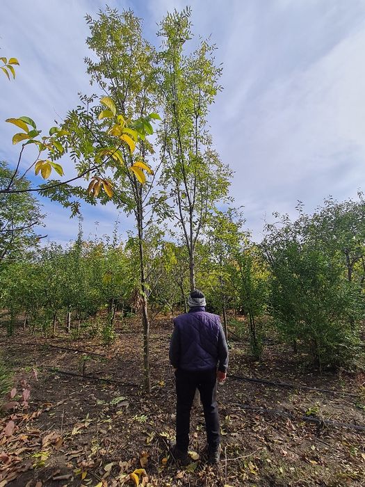 Vând arbori,paltin stejar,platan.tei