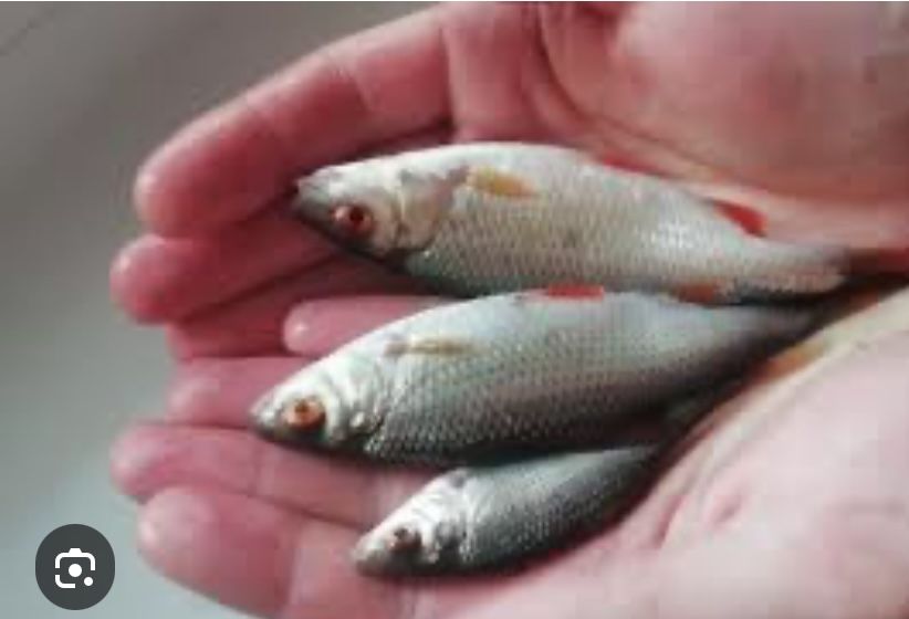 Живец Пришахтинск Плотва