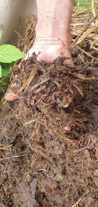 Шылаушын, Биогумус, Червяк