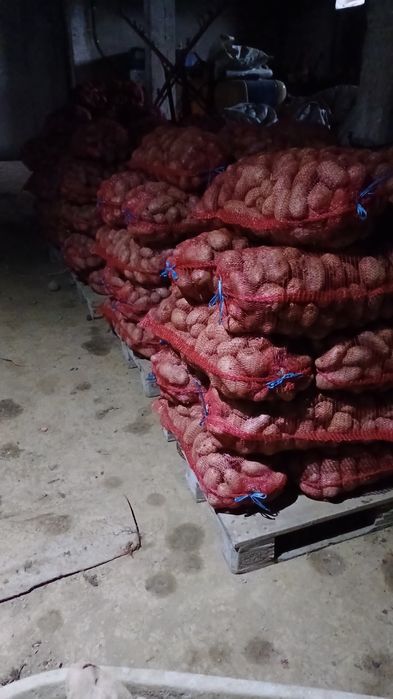 Cartofi consum, sămânță si pentru animale ( albi și rosii  )