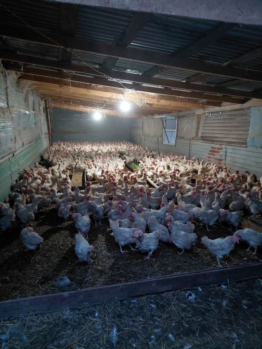 Несушки белые оптом