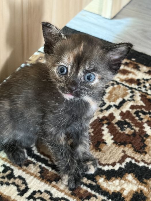 отдам котят в добрые руки