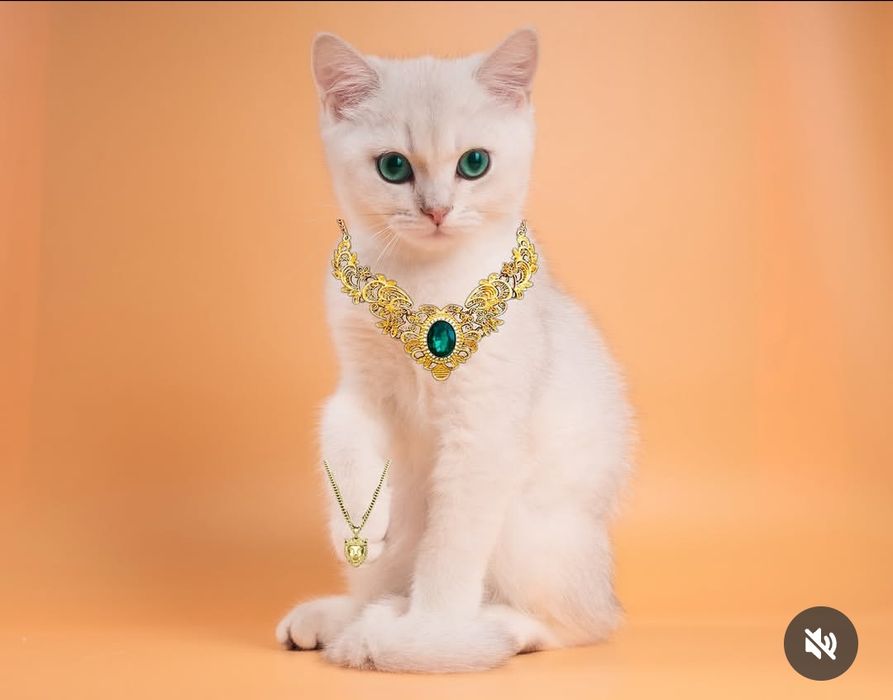 Британский котенок. Серебро Шиншилла