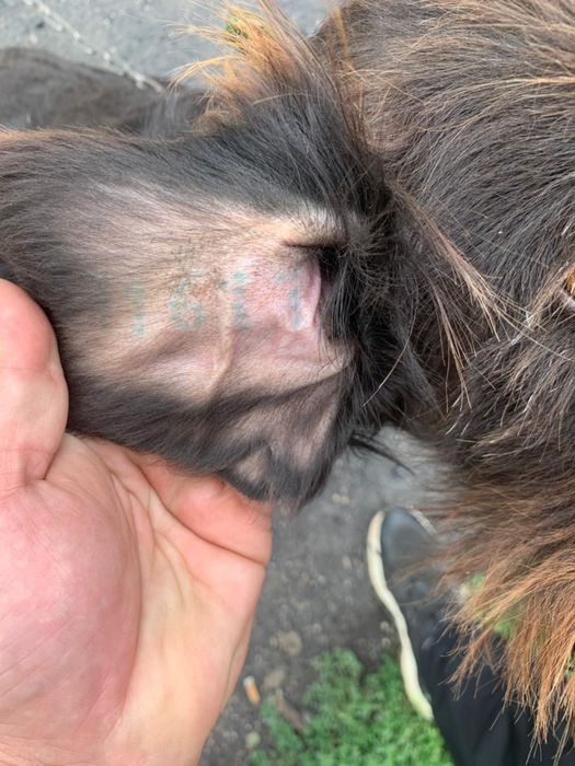 Пропала собака породы-дратхаара