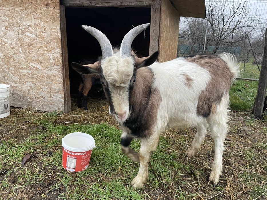 Vand tap tanar frumos / schimb cu pasari de curte