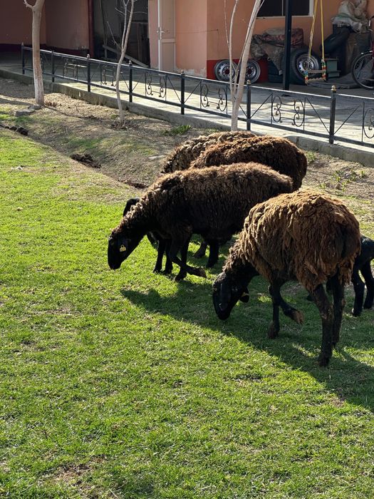 Козылы койлар сатылады