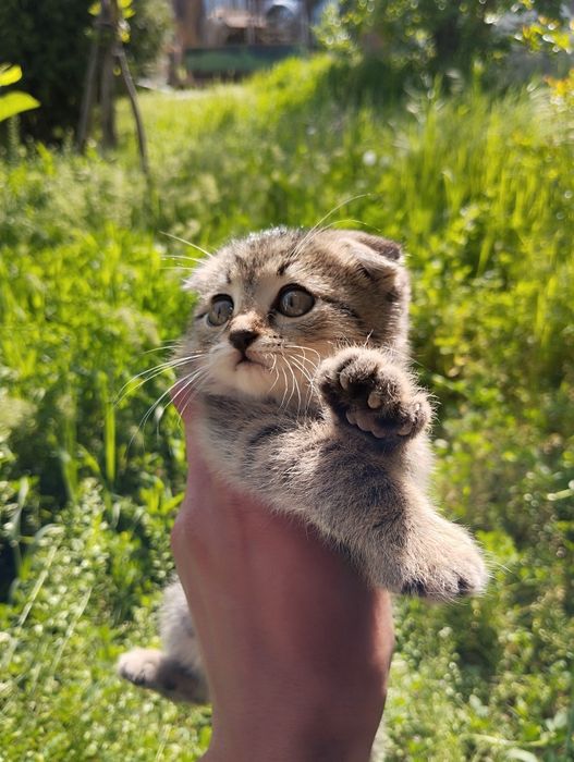 Котёнок вислоухий мальчик