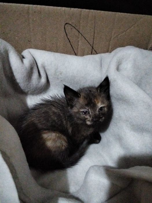 Отдам котенка британку