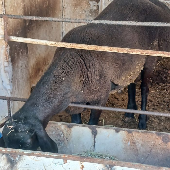 Хисори кучкор сотилади.