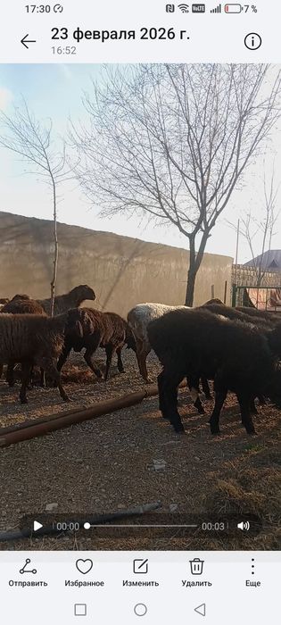 Қозы қошқар сатылады