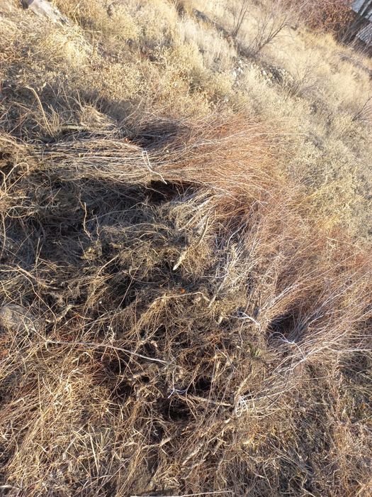 Карагаш. Вяз оптом