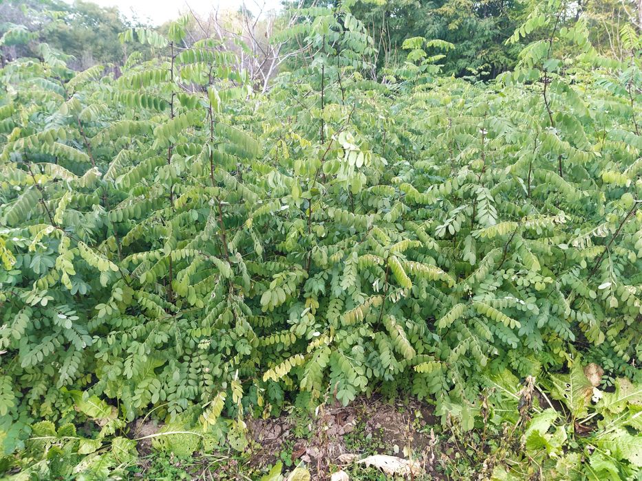 Puieți salcâm anul 1