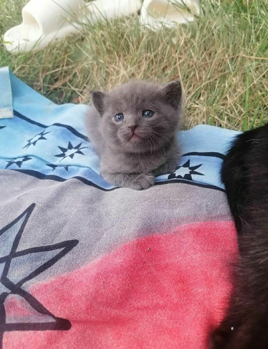 Милые котята ждут своих хозяев.