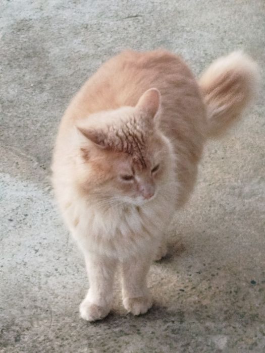 Adoptie Motan Norvegian de Padure