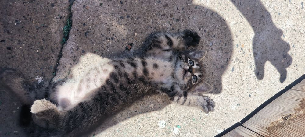 Отдам котенка девочку в хорошие руки
