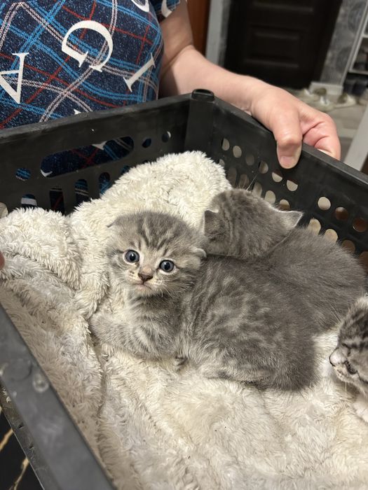 Котята в добрые руки