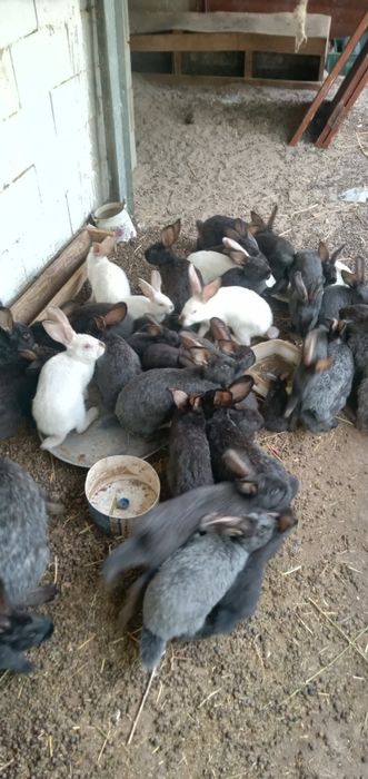 Продам кроликоов