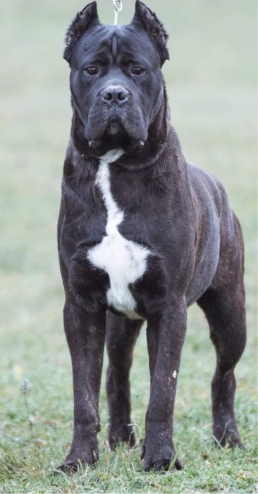 Vand mascul cane corso