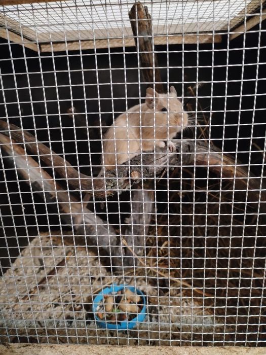 Vand veveriță degu - Mascul