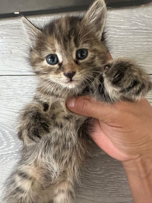 Котята мальчики