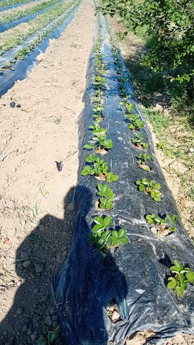 Разсад за ягоди подбрани сортовеотгледани с като био ягоди  6 сорта