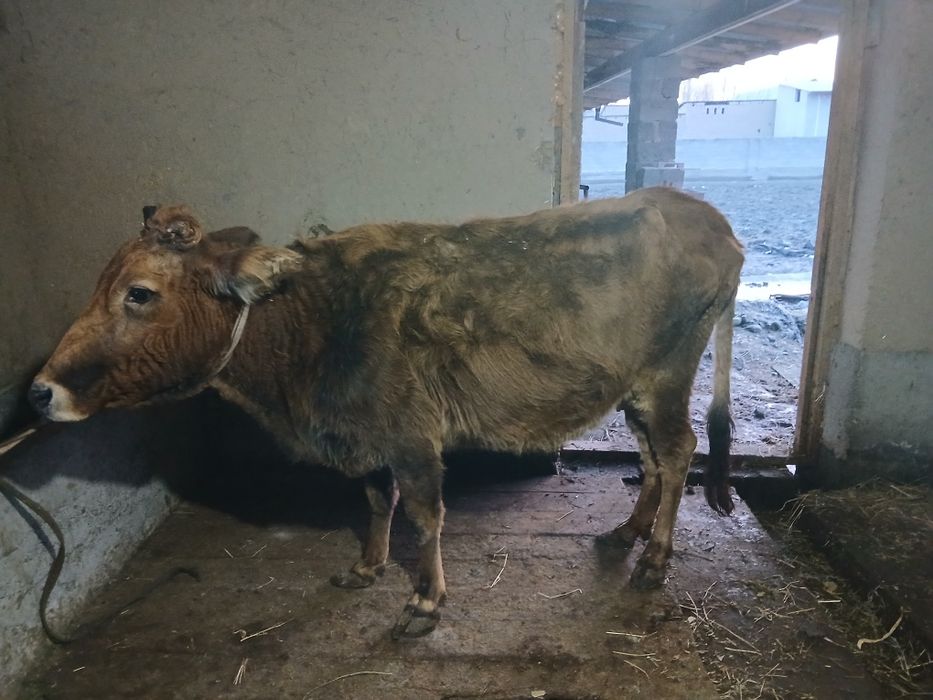 Карова с гарантией