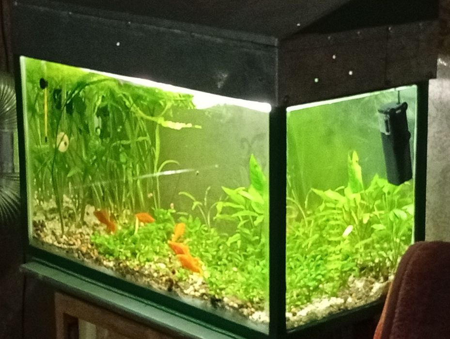 Аквариум с растениями дёшево