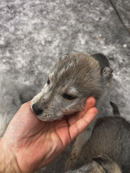 Щенки. Порода Лабски