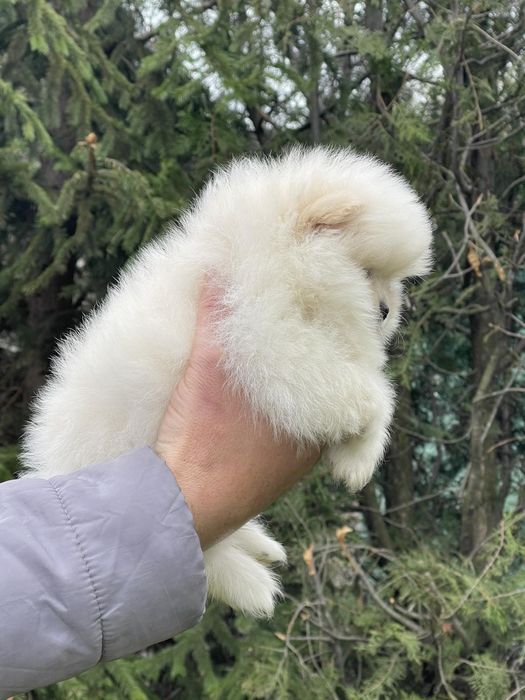 Померан померани