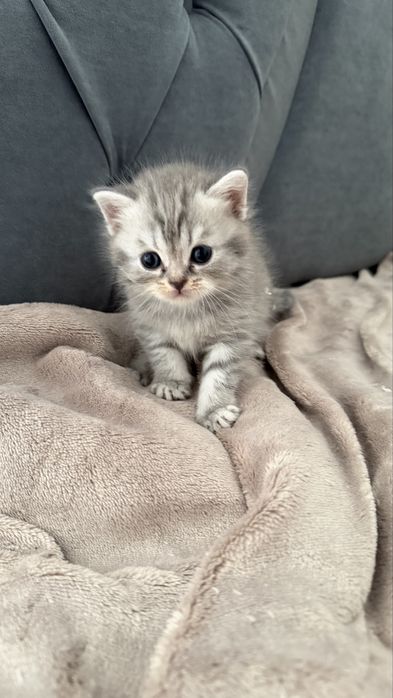 Шотлагдские котята