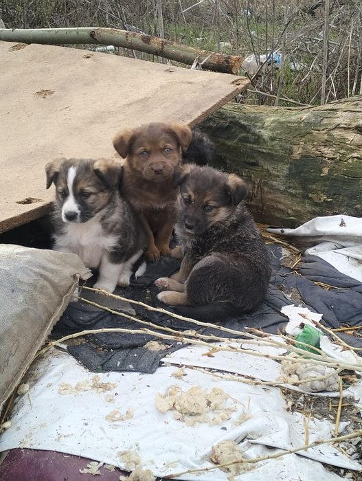 Отдам щенков в хорошие руки