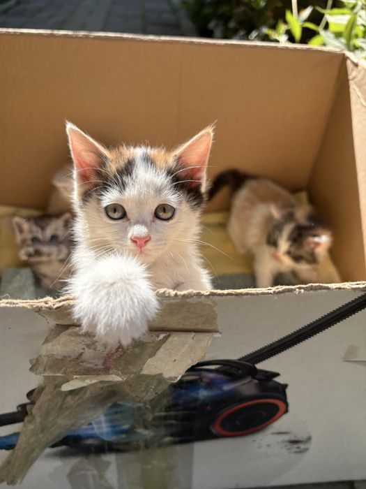 Отдам котят в хорошие руки