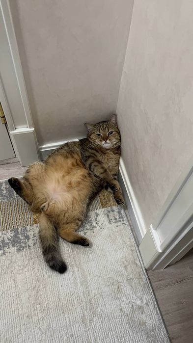 Srochno Mushugimmi tekinga Yaxshi qaridigan insonga beraman