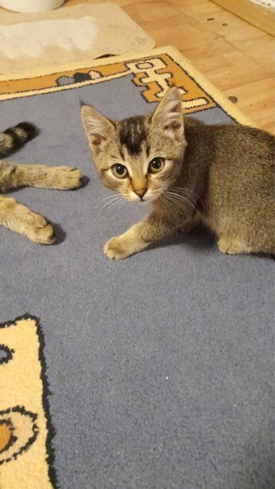 Продам котят недорого