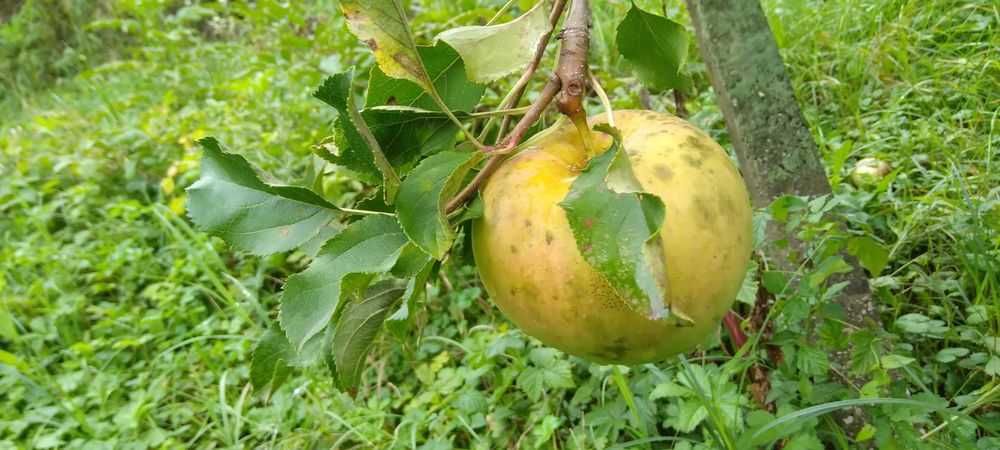 Продава се Парцел в с. Боровци, Област Монтана - 790 кв.м за 16 €/кв.м - Снимка #7