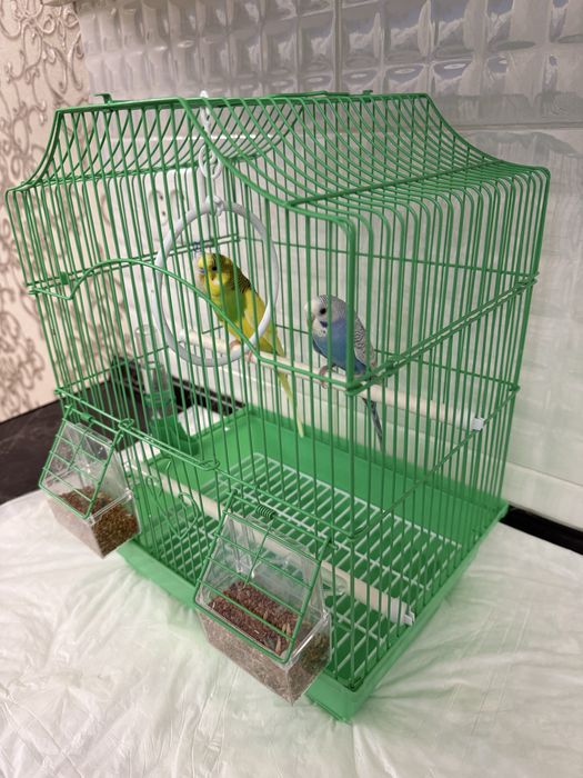 Продам волнистых попугаев