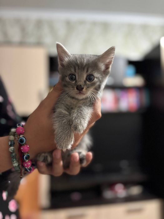 Котята 4 пацана 1 девочка