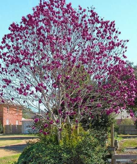 Magnolia purpurie susan mov  genie  stelata black tulip