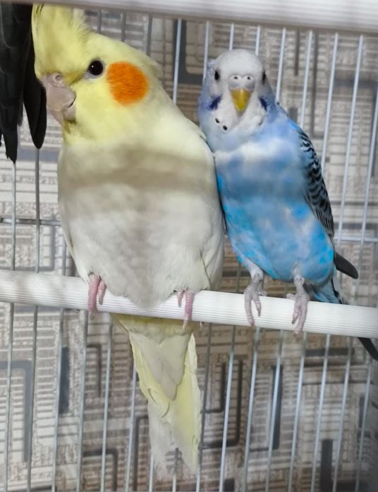 Попугай карелла самка