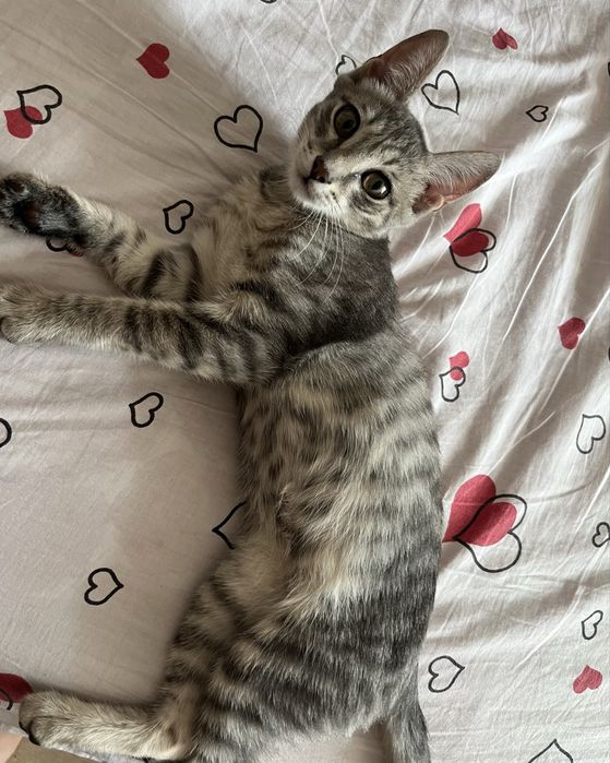 Отдам котенка (мальчик)