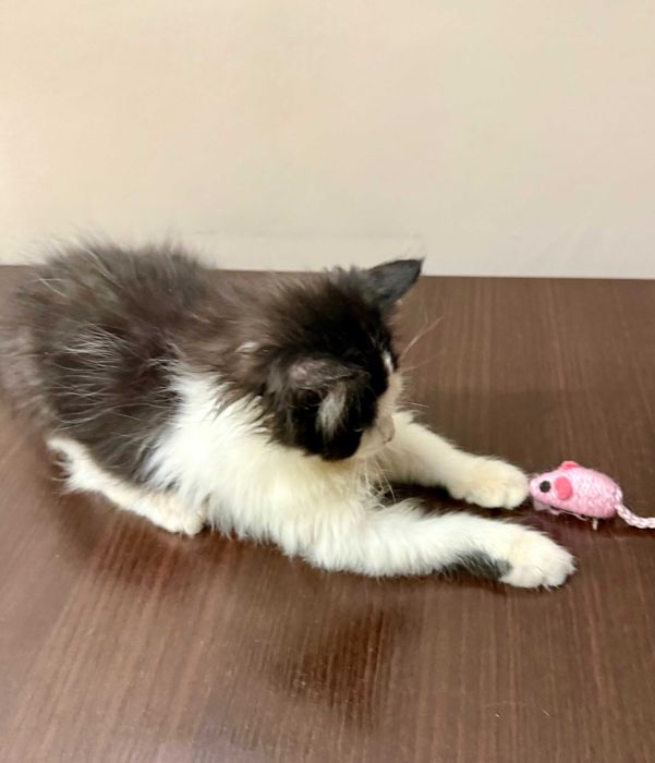 Котенок девочка ищет любящую семью