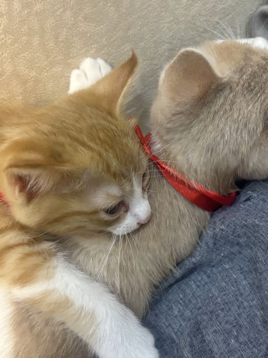 Маленькие, домашние , котята! Мальчики