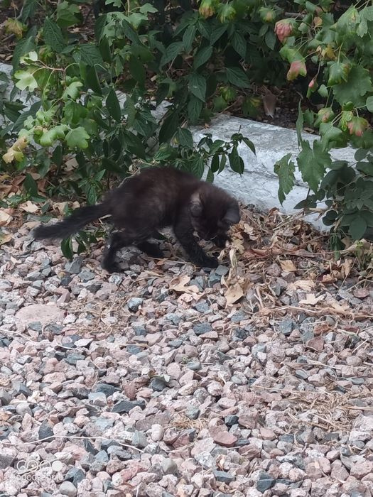 Отдам котёнка бесплатно