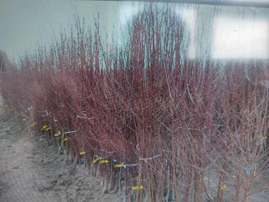 Xashaki bodom ko'chatlari sotiladi