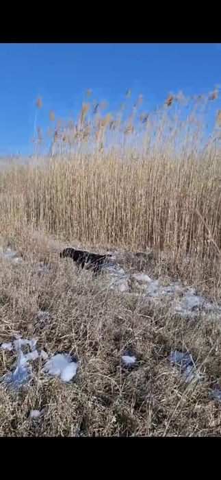 Продам Дратхаар суку