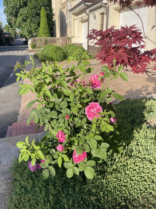 Ландшафт - Озелениение, проект реализации