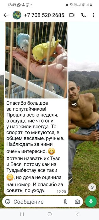 Птенцы валнистых папугайчиков