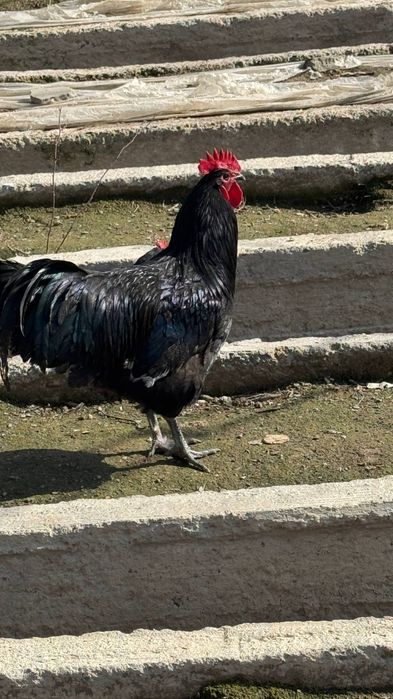Avstraloʻp ruminiya tozalari tovuq xoʻroz tuxumlari sotiladi zakazga 1