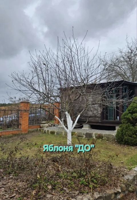 Обрезка . Обрезка плодовых деревьев