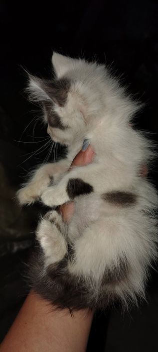 Подаряват се котенца